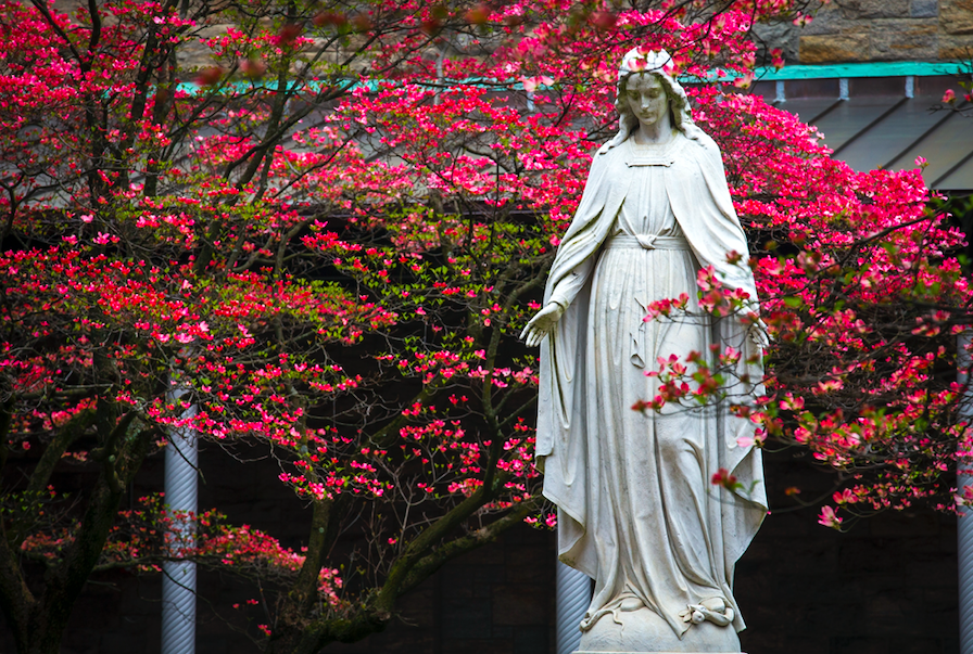 Cindy_Wooden's tweet photo. "Mary, Consolation of the afflicted, embrace all your children in distress and pray that God will stretch out his all-powerful hand &amp; free us from this terrible pandemic, so that life can serenely resume its normal course" -- Pope Francis https://t.co/5qBKhvlidt