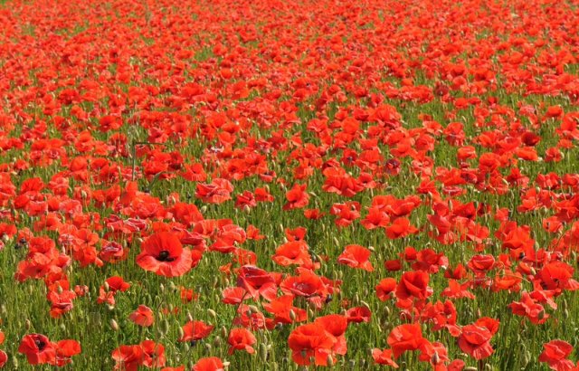 Ora e sempre resistenza #25aprile #Resistenza #antifascistisempre #festadellaliberazione