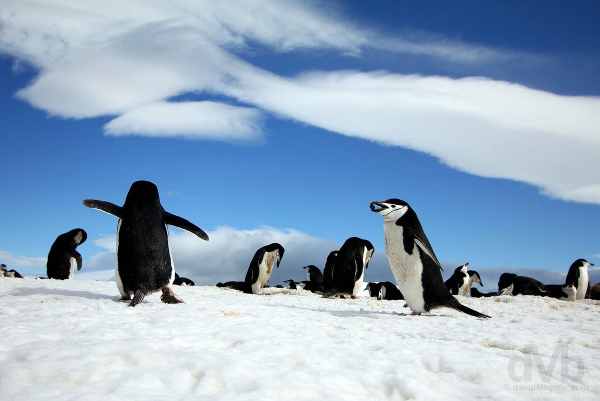 ByrneDavidM's tweet photo. Happy #WorldPenguinDay. Pic of #chinstrap #penguins captured in #Antarctica, December 2015.  https://t.co/hjjqVPUXHv https://t.co/9dWtlpH9TY