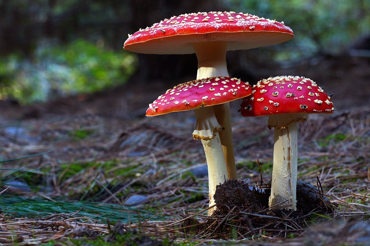 Welcome to the #wildlifequiz! We're posting 7 questions once an hour. There's a choice of a NWT beanie or cap for up to 4 people who get them all right! No googling now 😉

Question 1: This famous toadstool, fly agaric likes to live in the leaf litter of which native Irish tree?