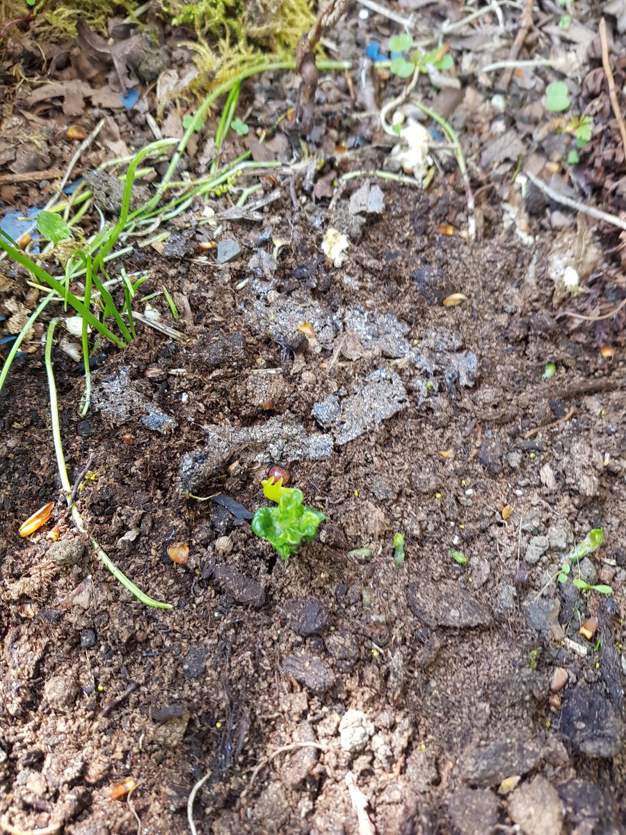 Potato out of the ground! Peppers looking strong, Kale sprouting, sage sprouting. Today seems a good day.