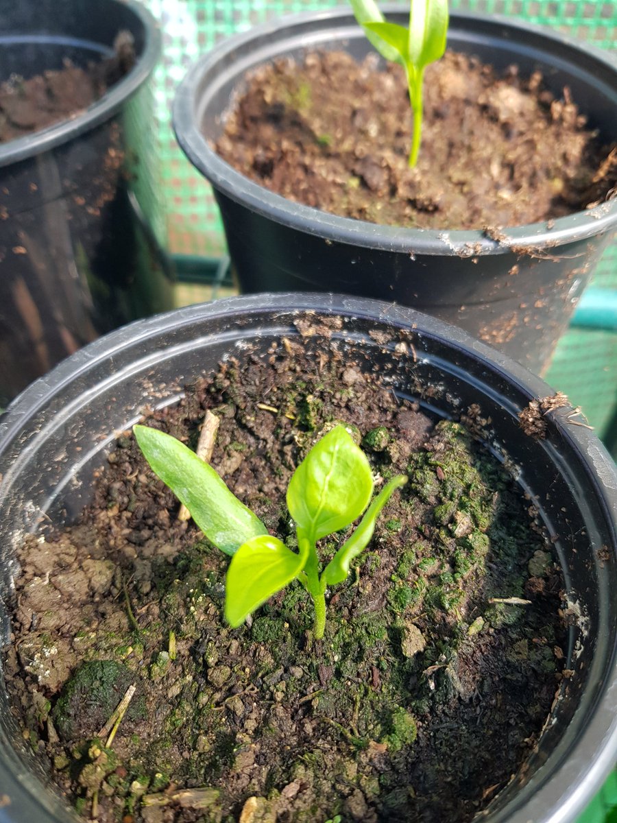 Potato out of the ground! Peppers looking strong, Kale sprouting, sage sprouting. Today seems a good day.