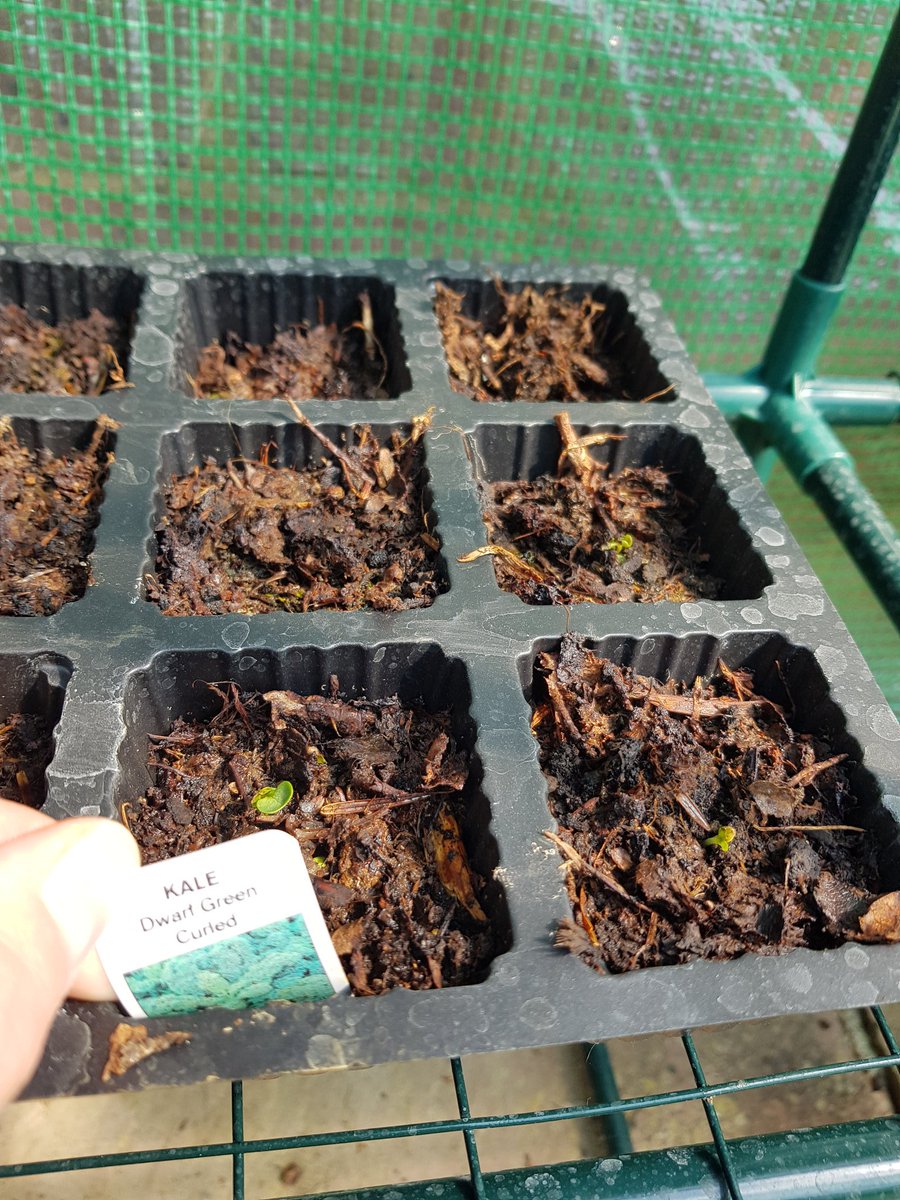 Potato out of the ground! Peppers looking strong, Kale sprouting, sage sprouting. Today seems a good day.