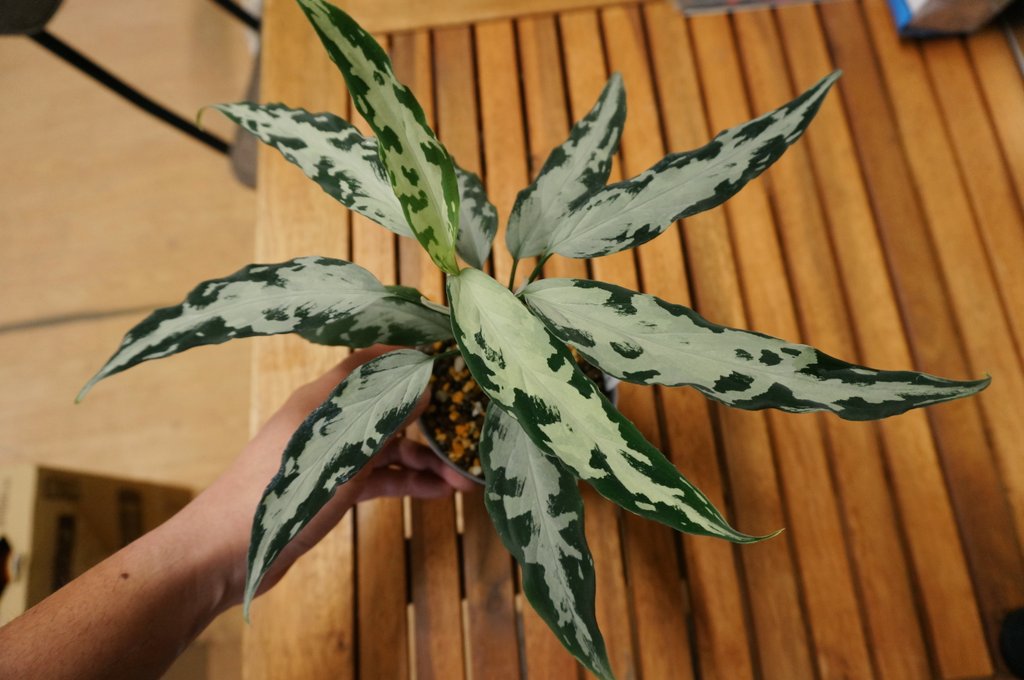 アグラオネマ 氷肌玉骨LA アグラオネマ 氷肌玉骨LA