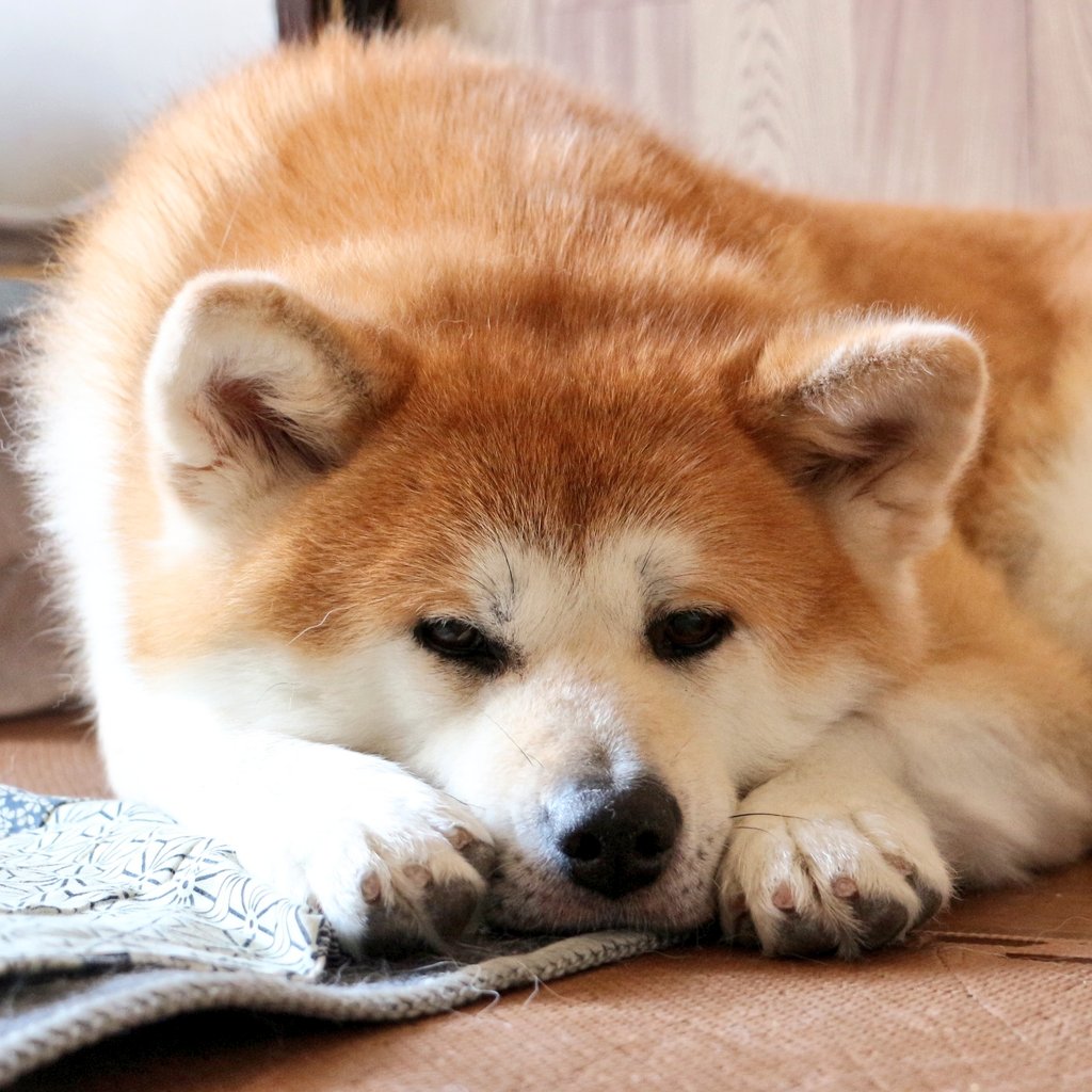 新コロより犬コロ Twitter Search