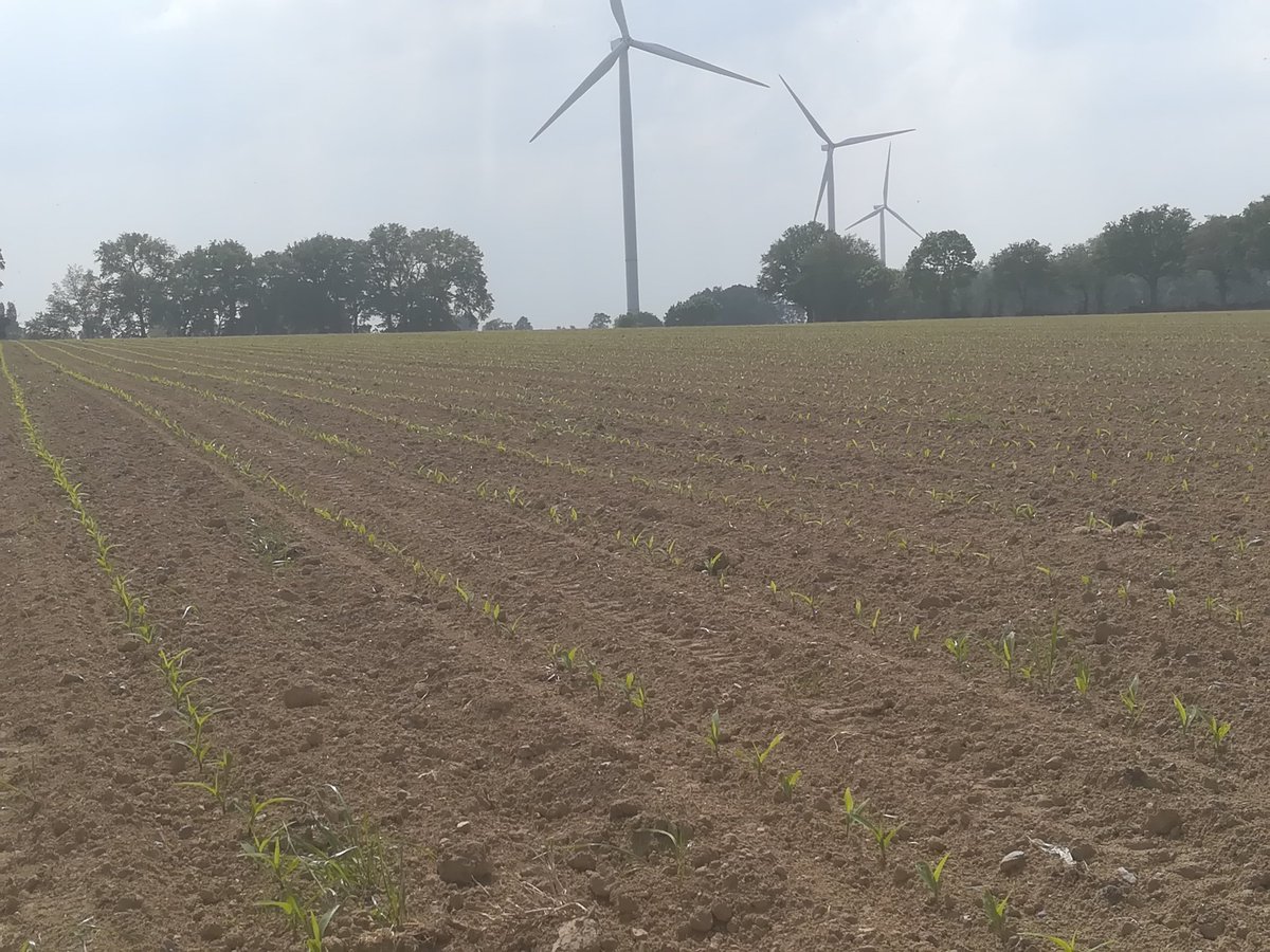 TBaumard's tweet photo. Le maïs profite et change à grande vitesse. Autrement voici la récolte d'herbe d'hier après-midi, comme on peut le voir la fermentation est présente signe de qualité et surtout de conservation normalement. 😅🐮🐄#producteurdelait #paysage,#onvousnourrit, bon week-end https://t.co/Xc2kuyx630