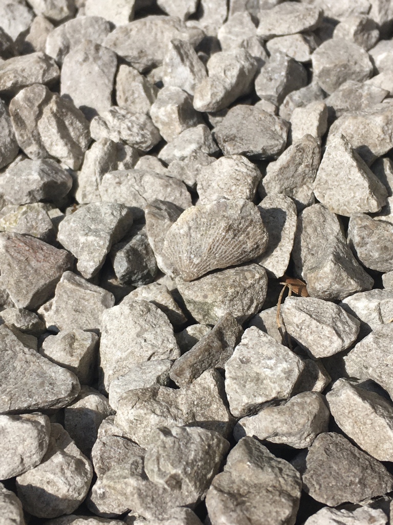 jr_carpenter's tweet photo. Geology Twitter, is it my imagination or have I just found a fossil in the gravel in the garden? #geohist https://t.co/jkph53MSaG