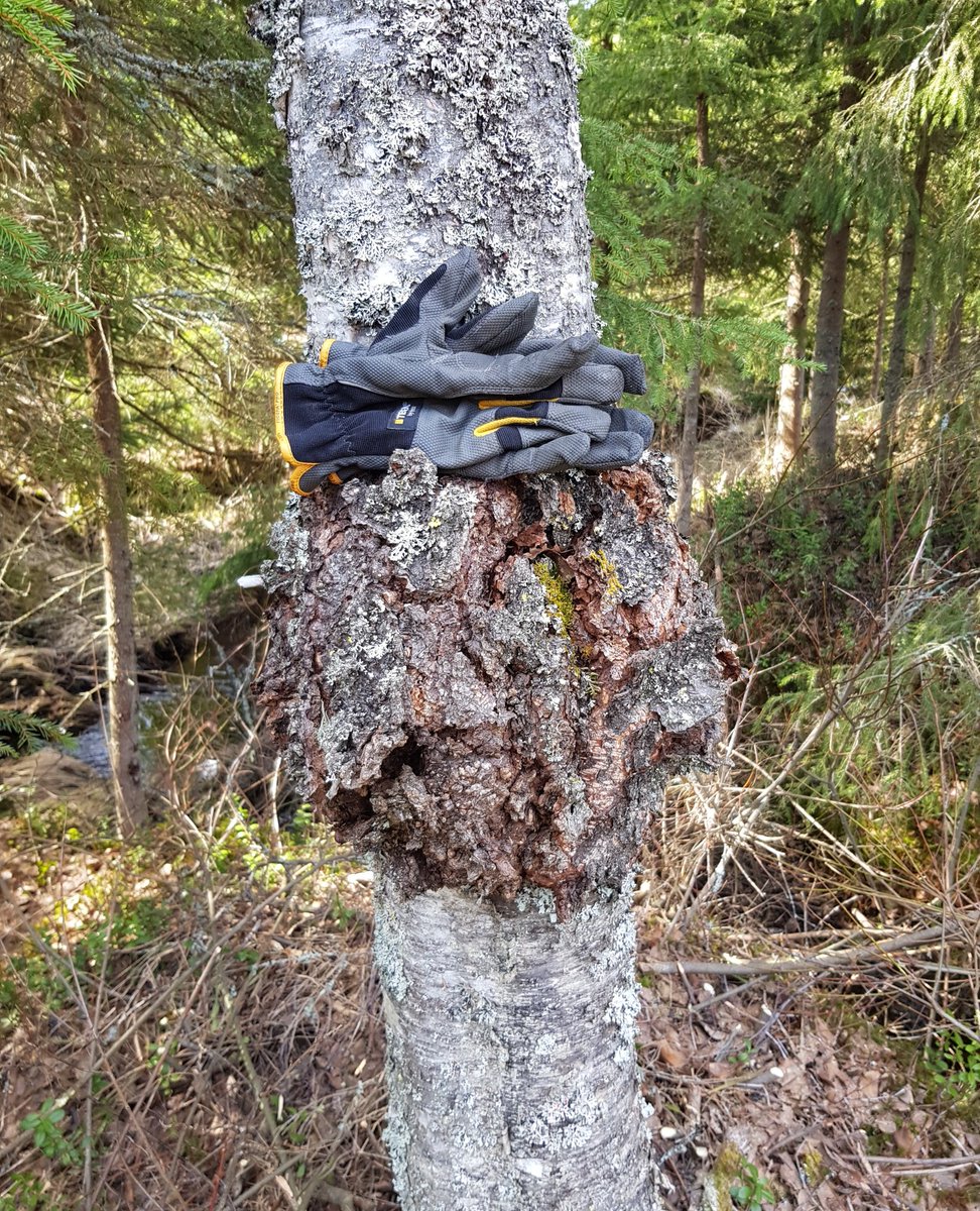 Tankar mellan tankningarna. Mietteitä tankkauksen aikana. #skogsbruk #raivaustöitä #slc #bondenbehövs #kuntonousee