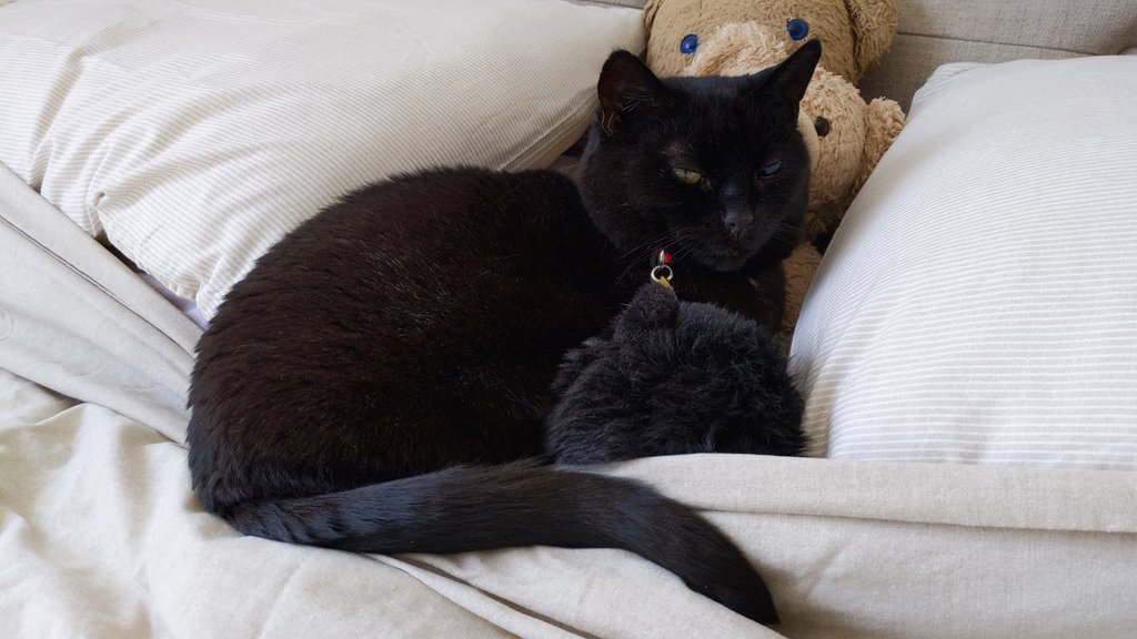officialhowsei's tweet photo. Snuggled up with my friends on clean sheets. #LivingTgeDream #AdmiralCat https://t.co/yX9rclF9kJ