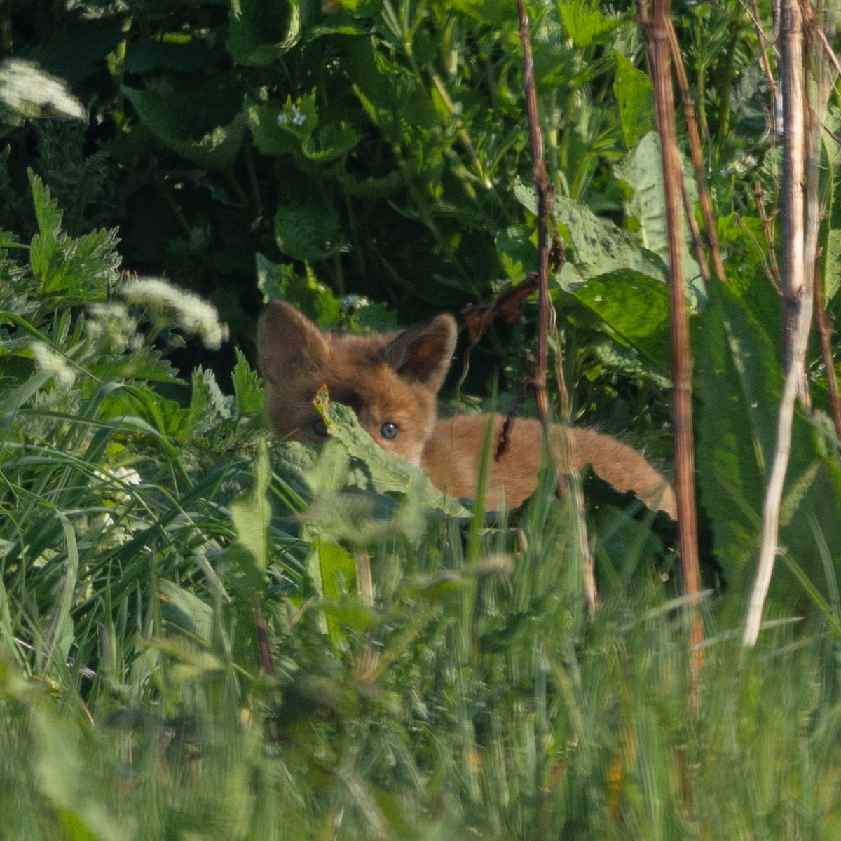 BristolNatureChannel tweet media