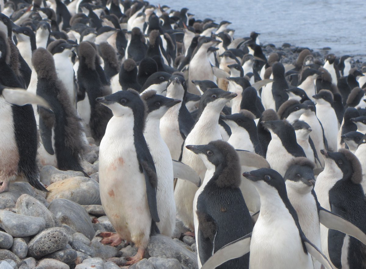 GovBAT's tweet photo. As today is #WorldPenguinDay there are some great #lockdown penguin activities that you can do. Check out Discovering Antarctica (https://t.co/5wYj1bD7wJ) for facts & info and Penguin Watch (https://t.co/vBtH84Gemo) where you can literally help by counting penguins! π§ https://t.co/eA6QcE4Aez