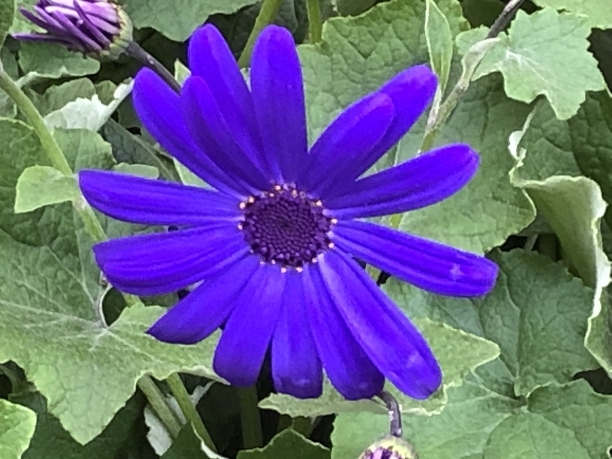 feldstej's tweet photo. #saturdayviews #saturdaythoughts #saturdayvibes #saturdayflower https://t.co/lf09G5nDuK