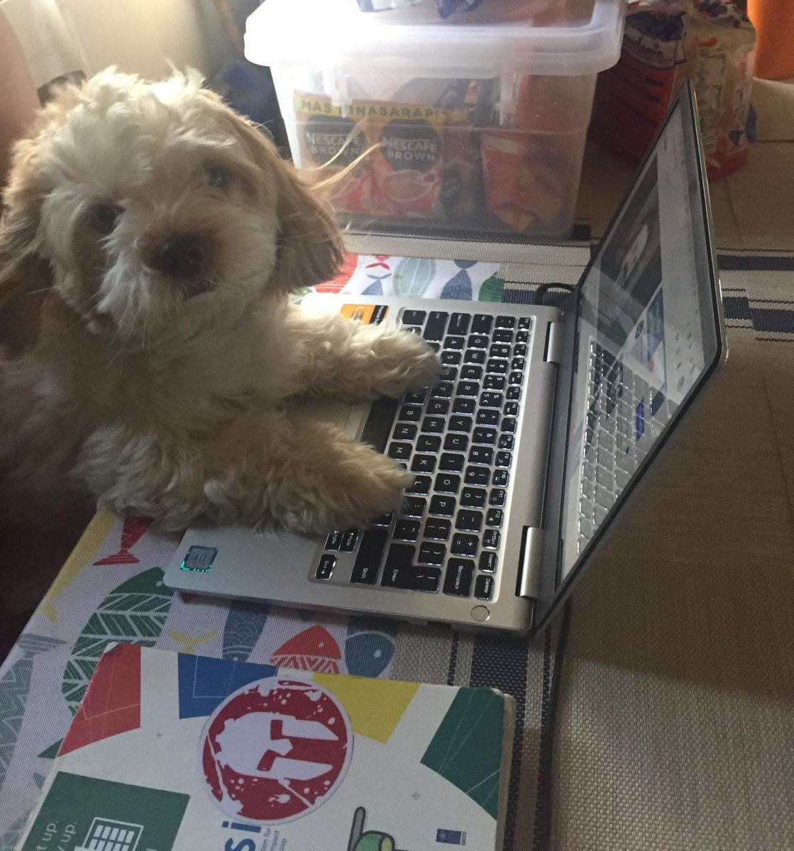 garrettlyleee's tweet photo. felt too tired &amp; sleepy halfway through my online auditing theory exam, so Chloe insisted to take over hehe

🐶 https://t.co/BFJIWmoScS