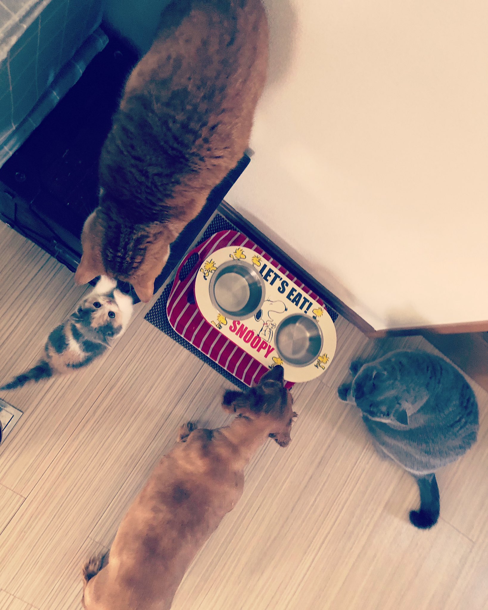 我が家の猫ちゃん Wagayanocats Twitter