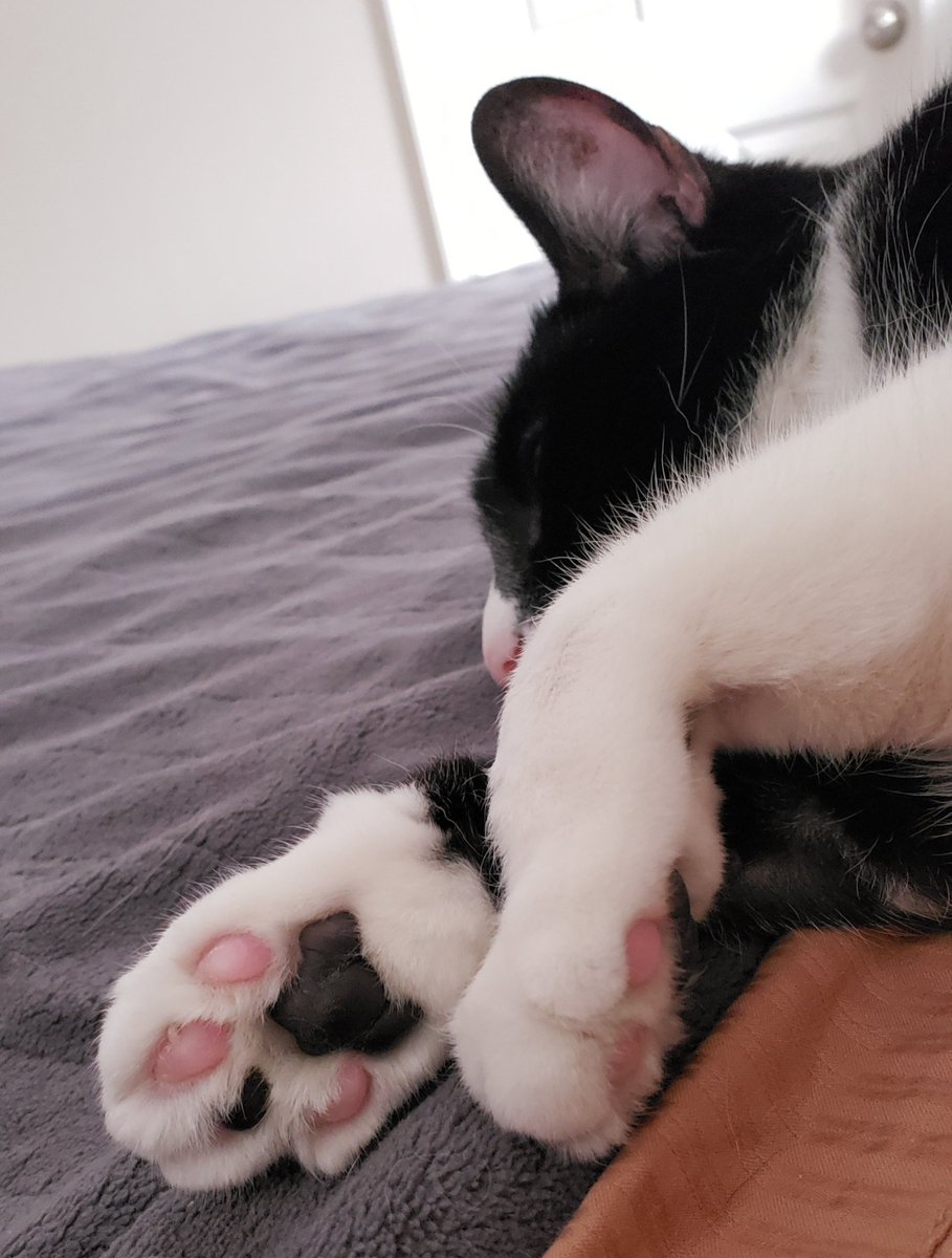 JCollinsMA's tweet photo. Happy #Caturday! My girl has the cutest pink and black toes! #Wicket #CatsofStarWars https://t.co/LxRwTo2kiV