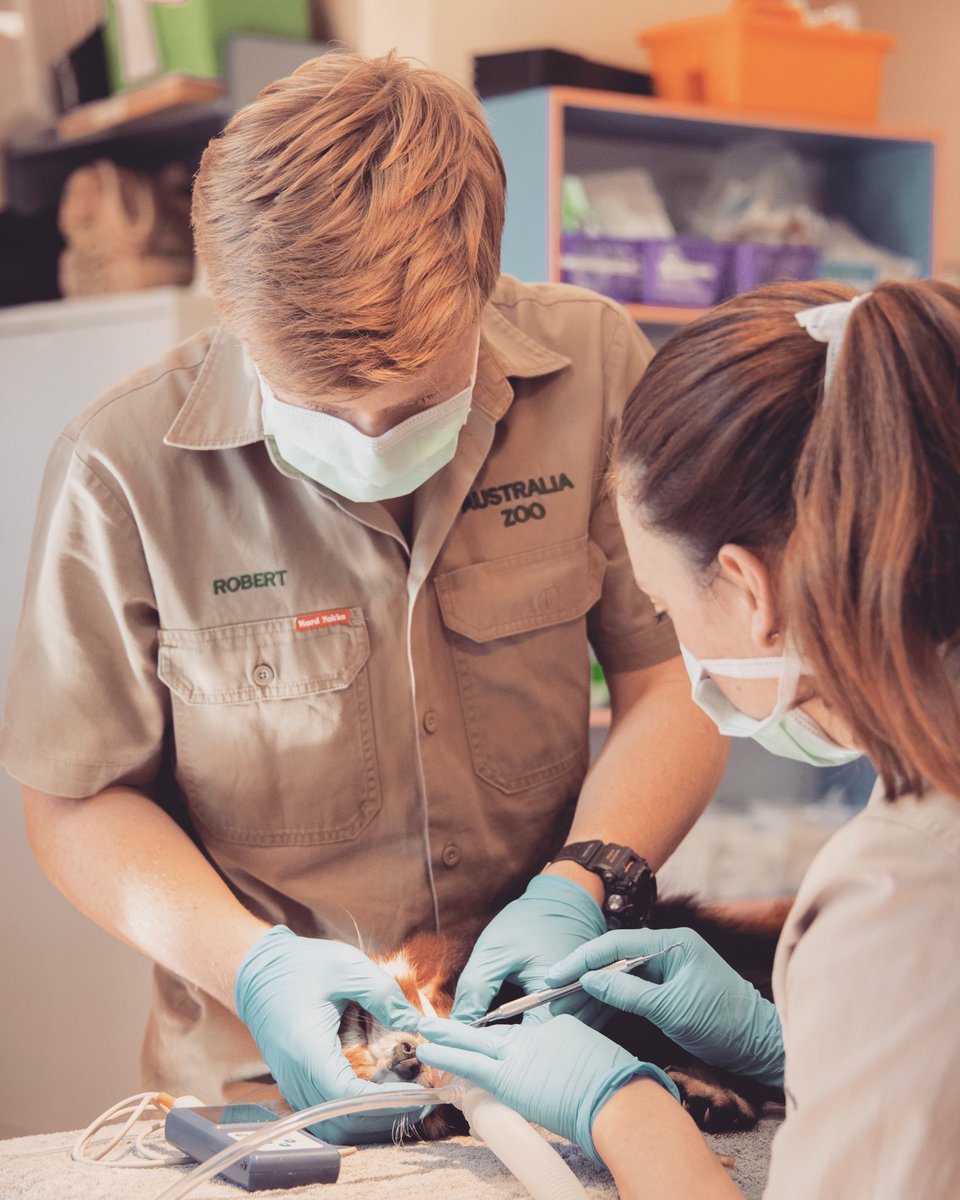 RobertIrwin's tweet photo. Happy #WorldVeterinaryDay! I am so lucky to get to work with our incredible vet team at the Australia Zoo Wildlife Hospital. From doing check ups on our zoo animals to treating the thousands of wild animals we see at the hospital each year, the crew do a truly amazing job! https://t.co/8EpoToyBKg