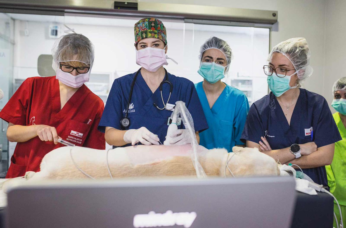 AniCura Hospital Veterinario Valencia Sur tweet media