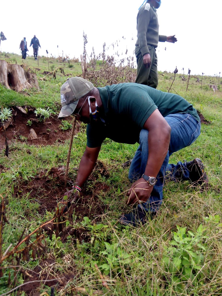 We are taking advantage of the long rains to restore the  #MtKenyaForest. 
We are not doing it alone!
Together with community members, <a href="/KeForestService/">Kenya Forest Service</a>,Mt. Kenya Conservation Forum&amp; <a href="/RhinoArk/">Rhino Ark</a>, we've planted 25,000 #tree seedlings in #KabaruForest, Nyeri County

#OneWithNature