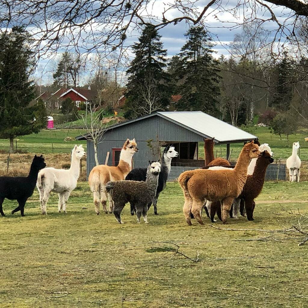 Hagshultskossor's tweet photo. Våra grannar har så konstiga kor. 😃
#fagerhultsplantskola #alpacka https://t.co/bd9HxGIOPz https://t.co/3vK64CK5qS