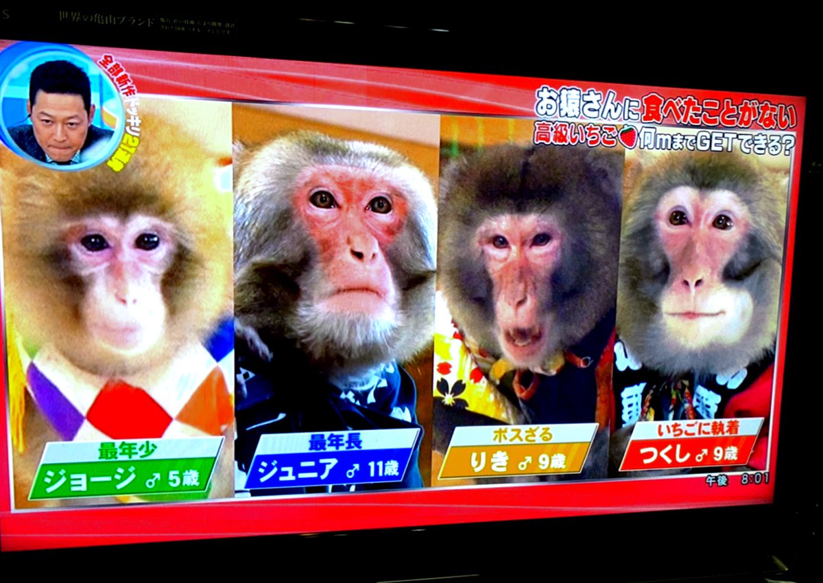 Seiko K V Tvittere ドッキリgp 日光さる軍団 りきちゃんボスざるって 初めて知った みんな可愛かったー