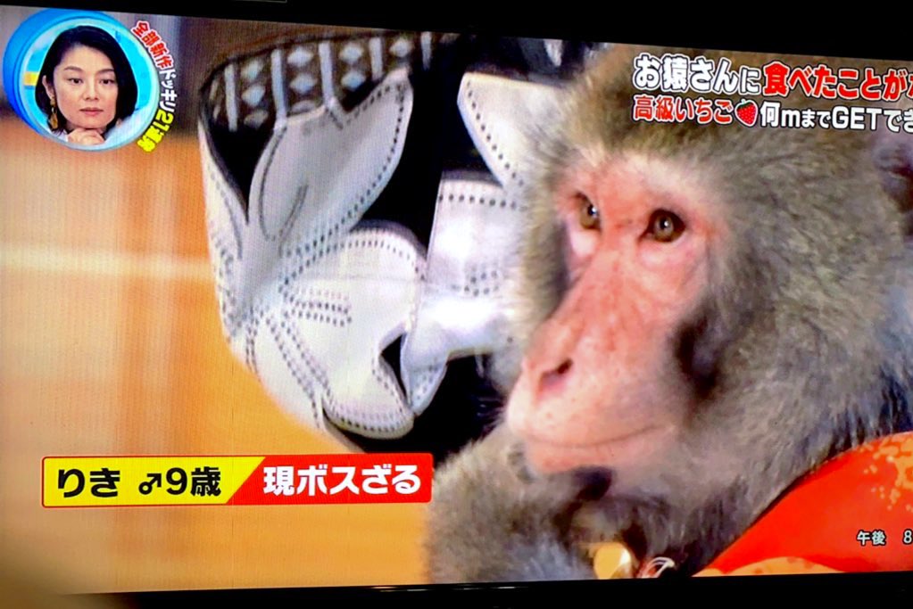 Seiko K V Tvittere ドッキリgp 日光さる軍団 りきちゃんボスざるって 初めて知った みんな可愛かったー