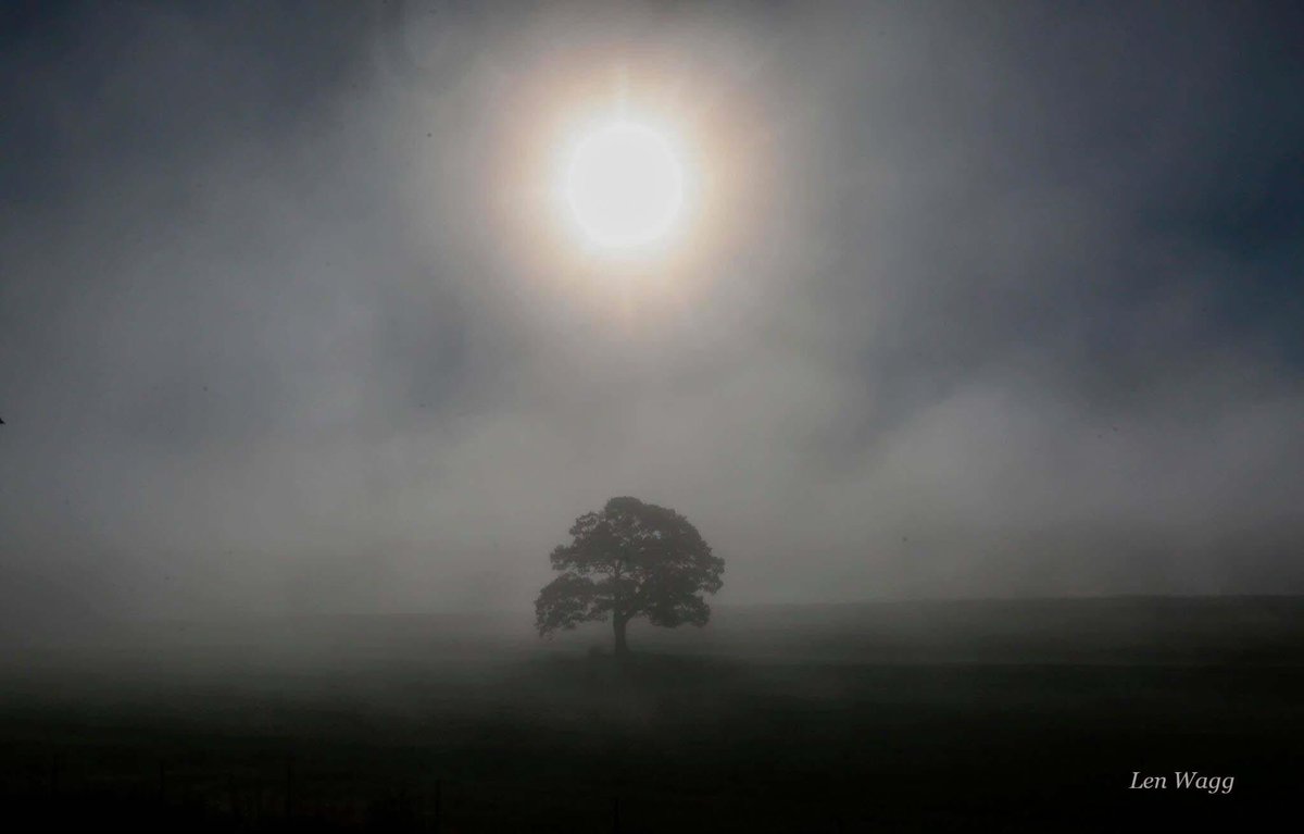 Len_Wagg_photo's tweet photo. The red oak tree in Shubenacadie, N.S., 100’s of years old, stands alone in a farmer's field.  Through the winds of war, depressions, pandemics.Through good and bad, and this week, barely a klmtre away, unspeakable horror. Through the  mist, the dawn will illuminate it, will grow https://t.co/1mSeWv3AHg