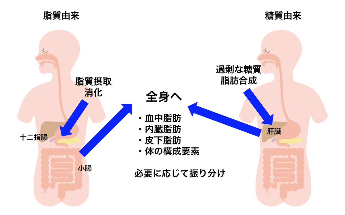 Hide ジム2店舗経営 フィットネスビジネス情報配信中 脂質にも種類があり それぞれ役割があります 女性 男性で必要な役割も異なります よって 男女で脂肪のつき方には違いがあり 男性 内臓脂肪 リンゴ型 女性 皮下脂肪 洋ナシ型 などと言 Hide ジム2店舗経営 フィットネスビジネス情報配信中 脂質にも種類があり それぞれ役割があります 女性 男性で必要な役割も異なります よって 男女で脂肪のつき方には違いがあり 男性 内臓脂肪 リンゴ型 女性 皮下脂肪 洋ナシ型 などと言