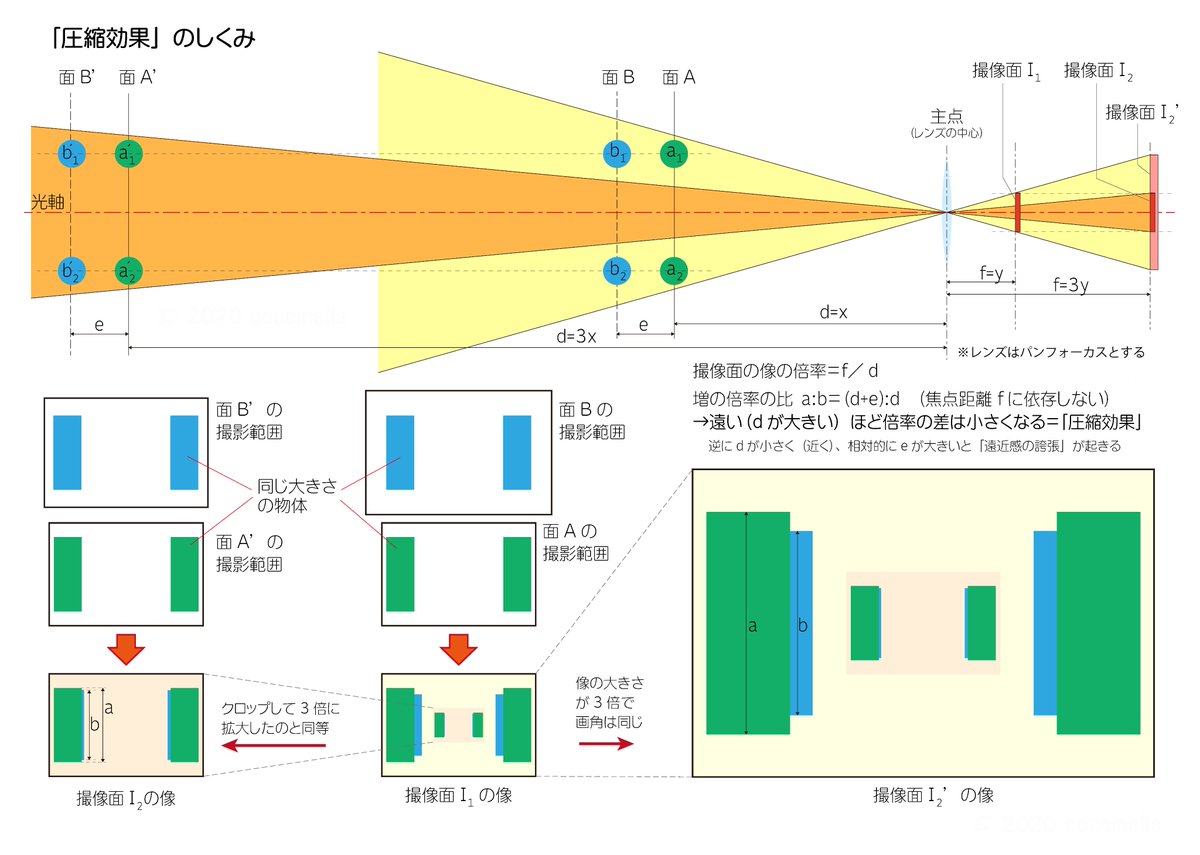 coccinella tweet media