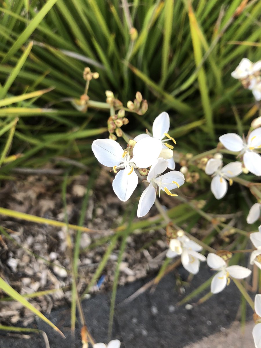 I am struggling to identify this beautiful flower，any ideas？#wildflowerID