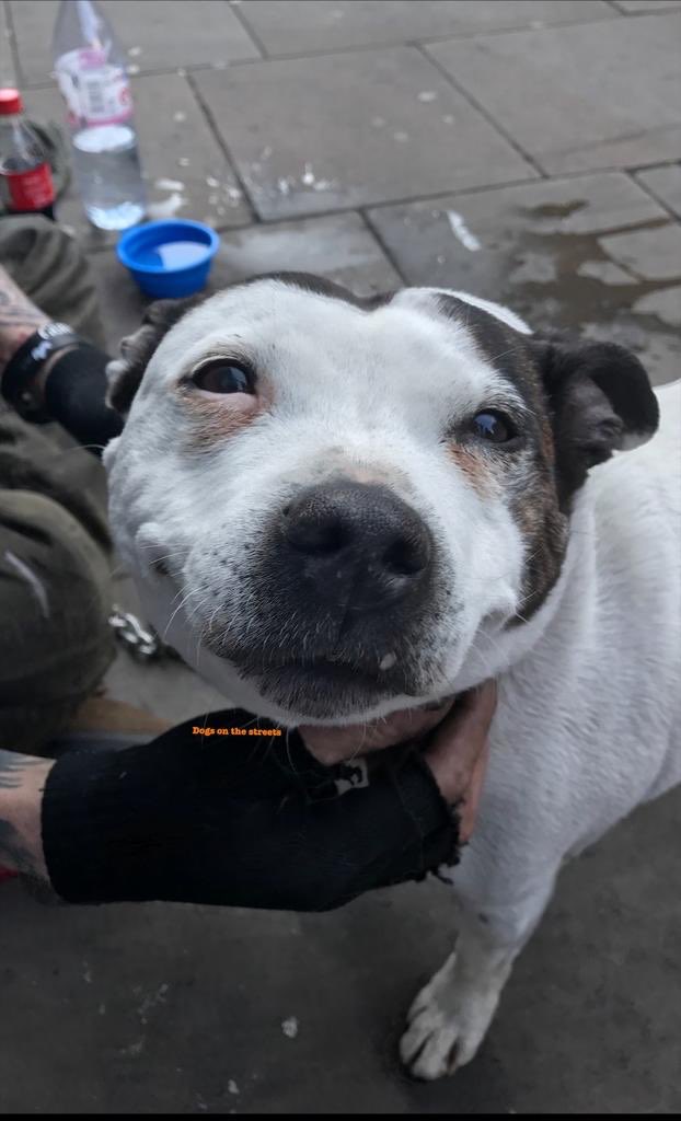 We’ve had to cancel our Sunday Strand station as Michelle is still recuperating from being ill. We’ve reached out to those who attend to offer vet consultation via phone if needed. Arrangements have been made for food to reach those in urgent need. We aim to be back next Sunday.