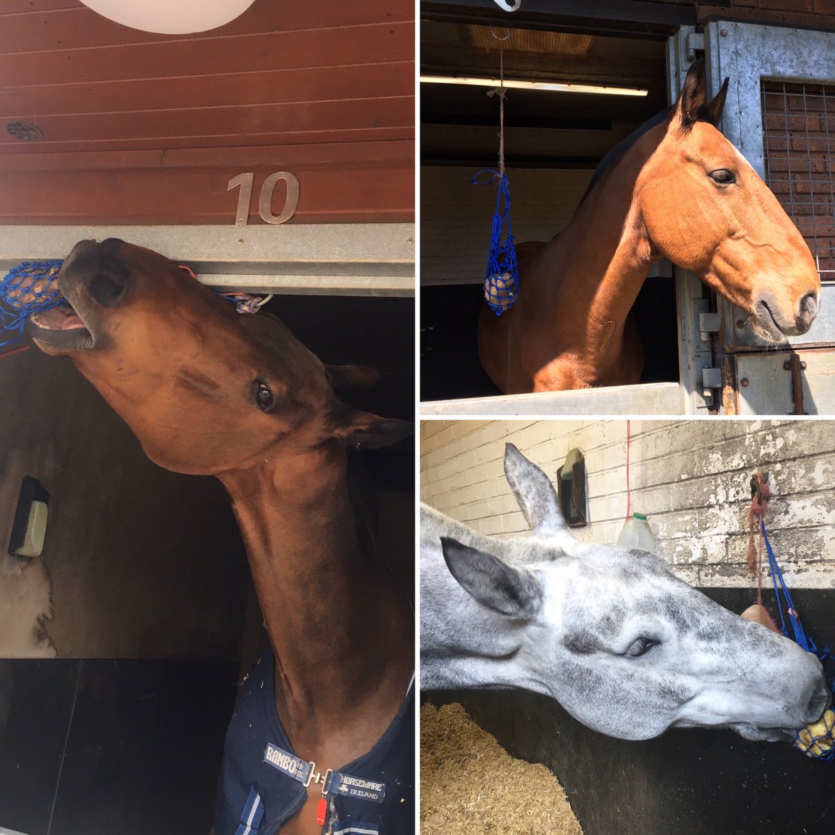 TVP_horses's tweet photo. Special treats for our hardworking horses #SwedeSaturday #howdoyoueatyours ?! P5055 https://t.co/BzgiMlcgKz