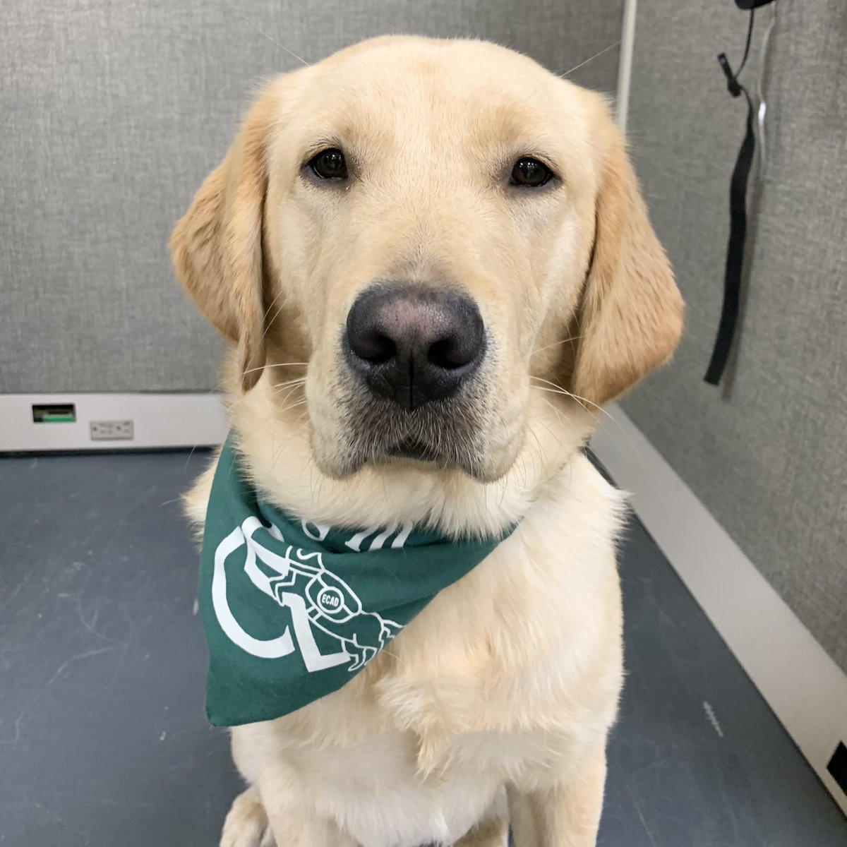 ECADServiceDogs's tweet photo. Check it out: https://t.co/E38Ozkqrlj Future #ServiceDog Sugar is feeling a little frisky from this #quarantine. So his amazing #homehandler found a safe social distant place for him to cut loose. GGGGOOOO SUGAR!! #bettertogether #gottarun #springfever #alonetogether https://t.co/EtLhS1ItVy