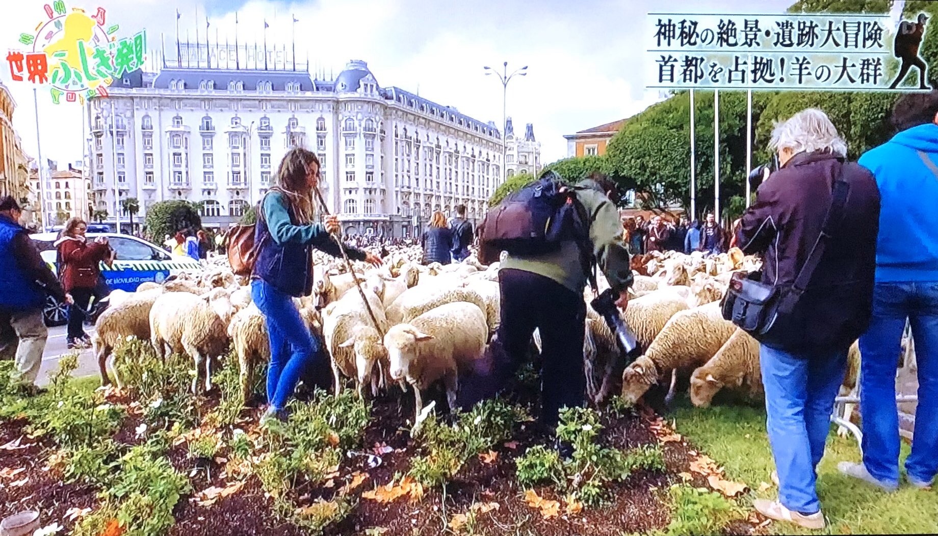 クロさん 先月も確かやってたよね スペイン マドリード の羊の大群 世界ふしぎ発見 移牧祭り T Co H6zdchfdow Twitter