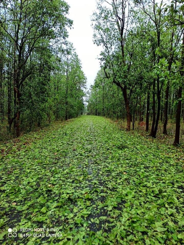 ParveenKaswan's tweet photo. Green carpet or road !! No traveller. No vehicle. This is a road going through one of Asia’s best forest habitat; Saranda forest of Jharkhand. Sent by a friend. https://t.co/ej37nAbuBv