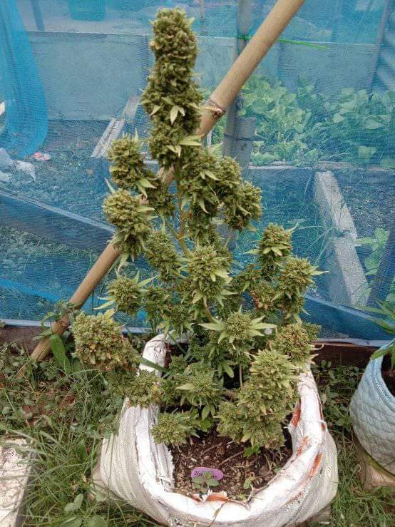 TonyBal29877289's tweet photo. ได้เวลาแล้วสิ😎✌️
#420 #cbd
#thc #wax #dab #กัญชาชน #กัญชาออแกนิค #ขายกัญชา #gunch #ของขวัญ #โรคซึมเศร้า #สายควัน #สายเขียว🍃🌿 #สายเขียว #น้ำยาบุหรี่ไฟฟ้า #oganic #thailand #thai #cbd #พรรคเขียว #og #OG #อัดแท่ง #กัญชาไทย https://t.co/98fKu4x059