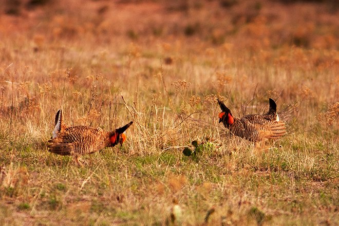 Because much of their native grassland habitat has disappeared, the lesser prairie chicken now occupies just 17 percent of its original range. Here's what Quail Forever is doing to save these boomers of the southern plains bit.ly/2Y74bzI w/ <a href="/LPCInitiative/">LPCInitiative</a> <a href="/USDA_NRCS/">Natural Resources Conservation Service</a>