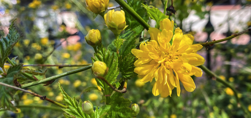 FOPG's tweet photo. #SharingSpring--even if it is a #virtualspring in the #PublicGarden for many.  Enjoy some of the #peakspring blooms! The pink buds are Viburnum on the Beacon Street border and the yellow is a Japanese Kerria near the Hadassah Gate. @BostonParksDept #Boston https://t.co/8ViMPsIH9v