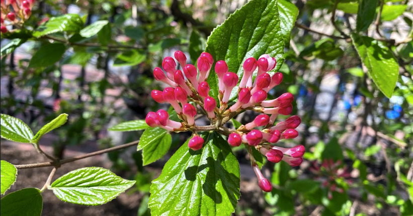 FOPG's tweet photo. #SharingSpring--even if it is a #virtualspring in the #PublicGarden for many.  Enjoy some of the #peakspring blooms! The pink buds are Viburnum on the Beacon Street border and the yellow is a Japanese Kerria near the Hadassah Gate. @BostonParksDept #Boston https://t.co/8ViMPsIH9v