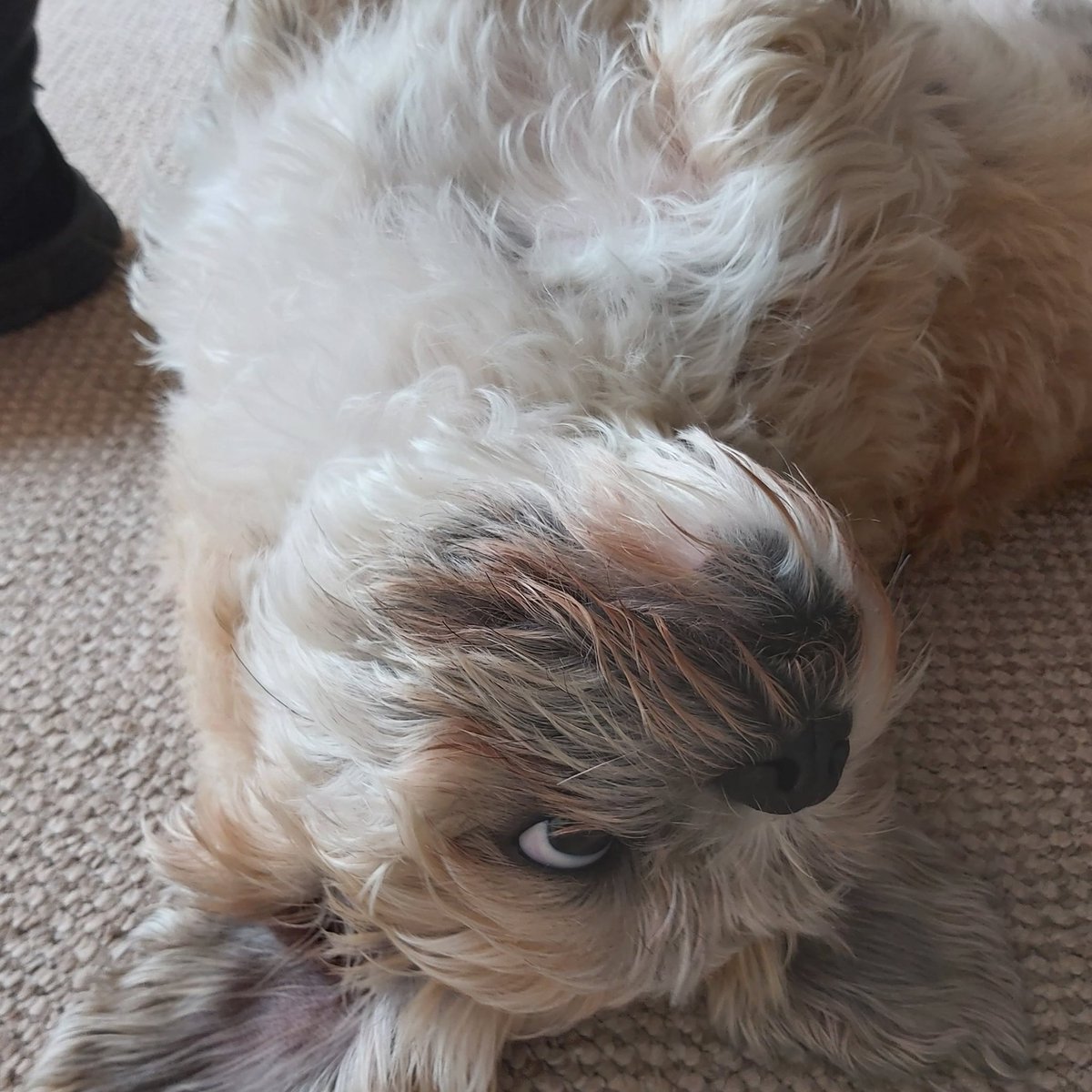 ToddlerTrev's tweet photo. It's upside down me on #lockdown 
#dogsduringlockdown  #dogface #needthegroomers 
#Devon #tiverton https://t.co/F4icBeiT8U
