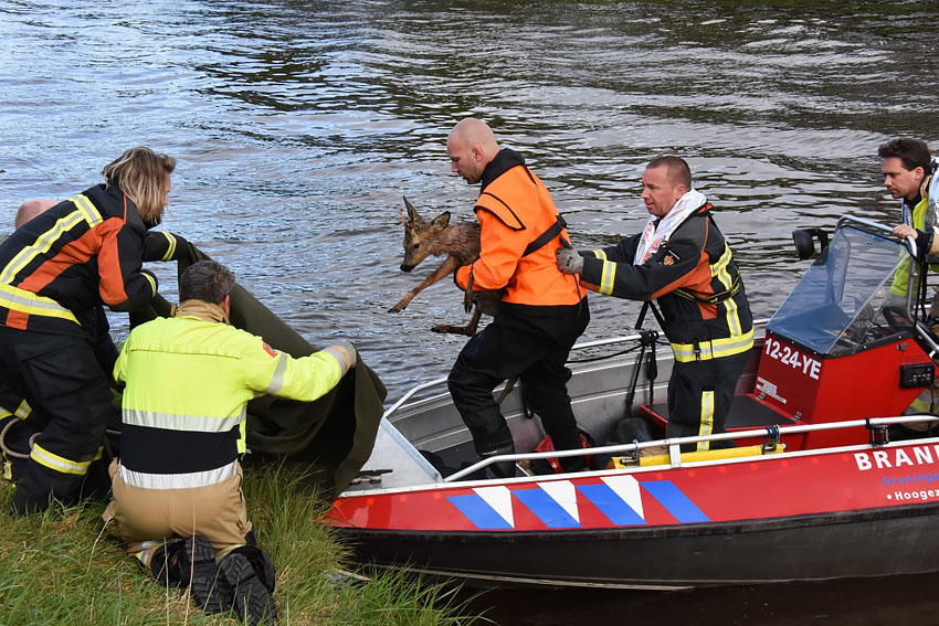 Brandweer haalt ree uit het Winschoterdiep bij Sappemeer..