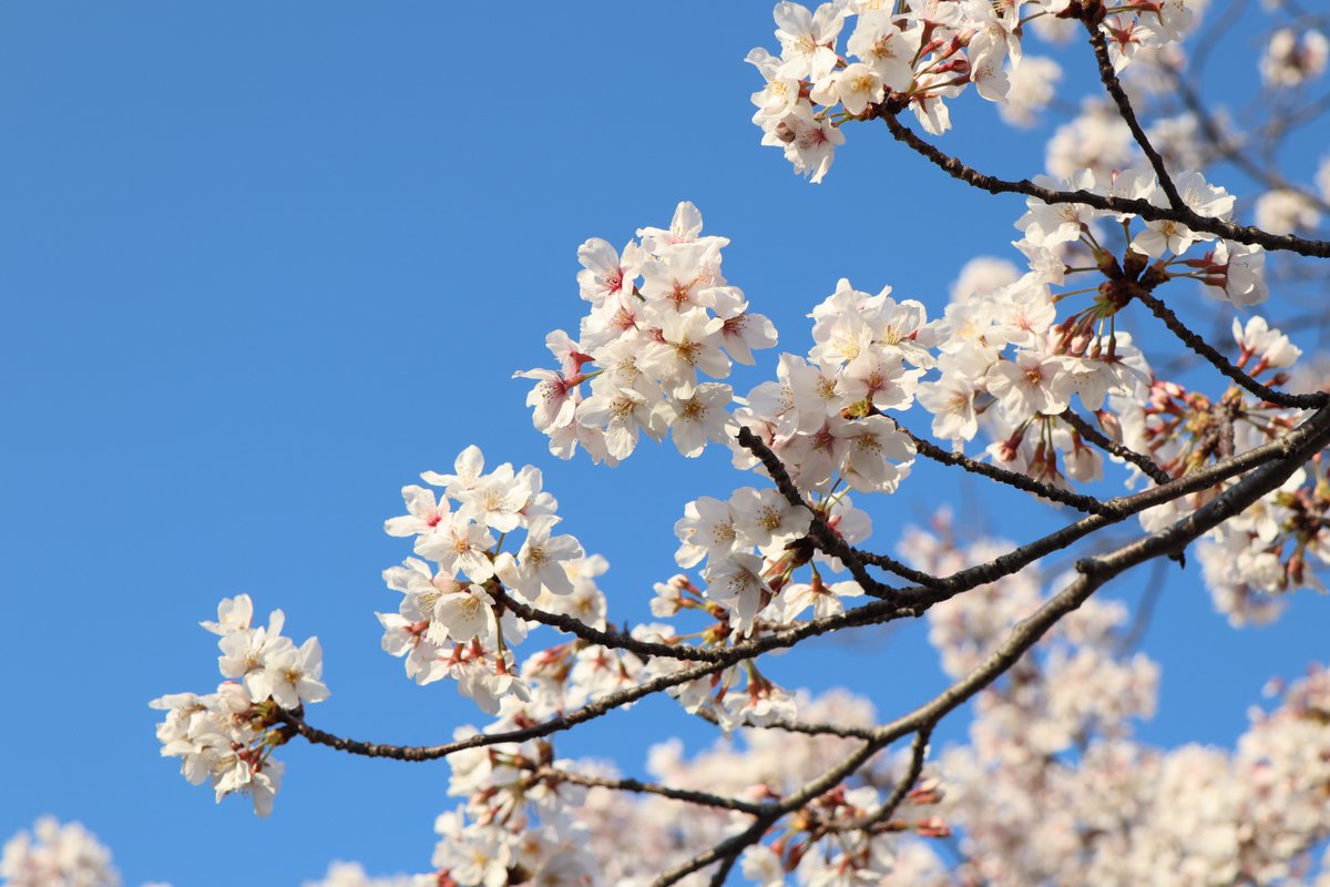 𝘏𝘪𝘳𝘰𝘵𝘢𝘥𝘢 𝘖𝘯𝘪𝘴𝘩𝘪 今年の桜も後は北海道が残ってるくらいかな 今の時期 ネモフィラも咲いてるけど4月に入ってからは散歩 チャリやけど に出るのも難しいので 3月の散歩中に大川近辺で撮った桜 花見の時期も過ぎたしね