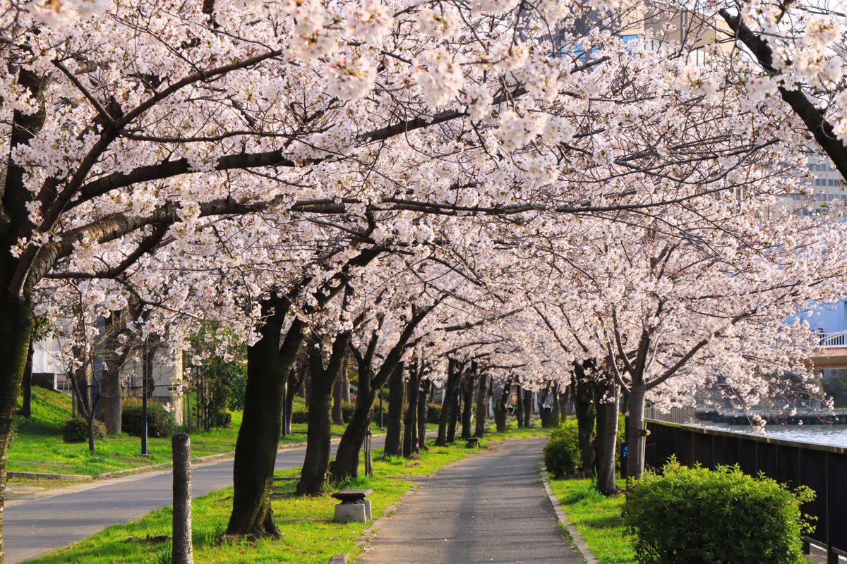 𝘏𝘪𝘳𝘰𝘵𝘢𝘥𝘢 𝘖𝘯𝘪𝘴𝘩𝘪 今年の桜も後は北海道が残ってるくらいかな 今の時期 ネモフィラも咲いてるけど4月に入ってからは散歩 チャリやけど に出るのも難しいので 3月の散歩中に大川近辺で撮った桜 花見の時期も過ぎたしね