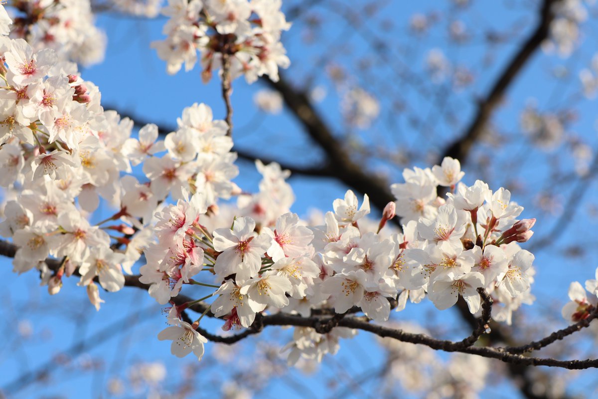 𝘏𝘪𝘳𝘰𝘵𝘢𝘥𝘢 𝘖𝘯𝘪𝘴𝘩𝘪 今年の桜も後は北海道が残ってるくらいかな 今の時期 ネモフィラも咲いてるけど4月に入ってからは散歩 チャリやけど に出るのも難しいので 3月の散歩中に大川近辺で撮った桜 花見の時期も過ぎたしね