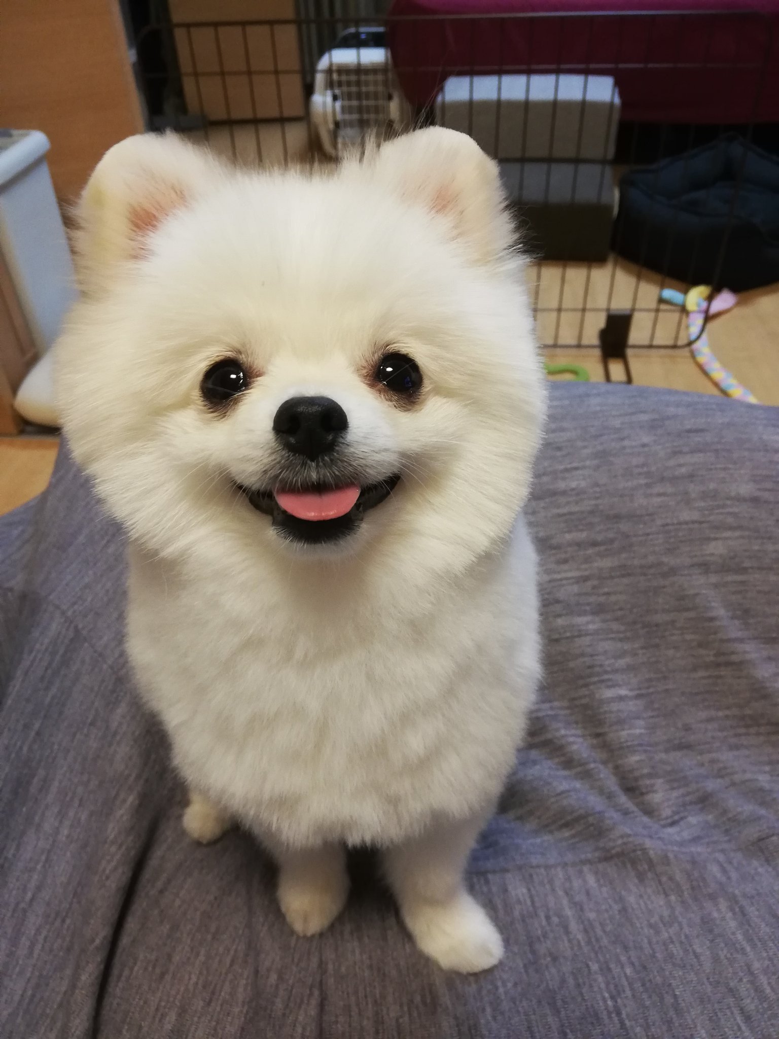ポメラニアン 福 トリミングでまんまるにしてもらいました ポメラニアン 犬好きさんと繋がりたい タヌキカット T Co Cmfx4vwblq Twitter