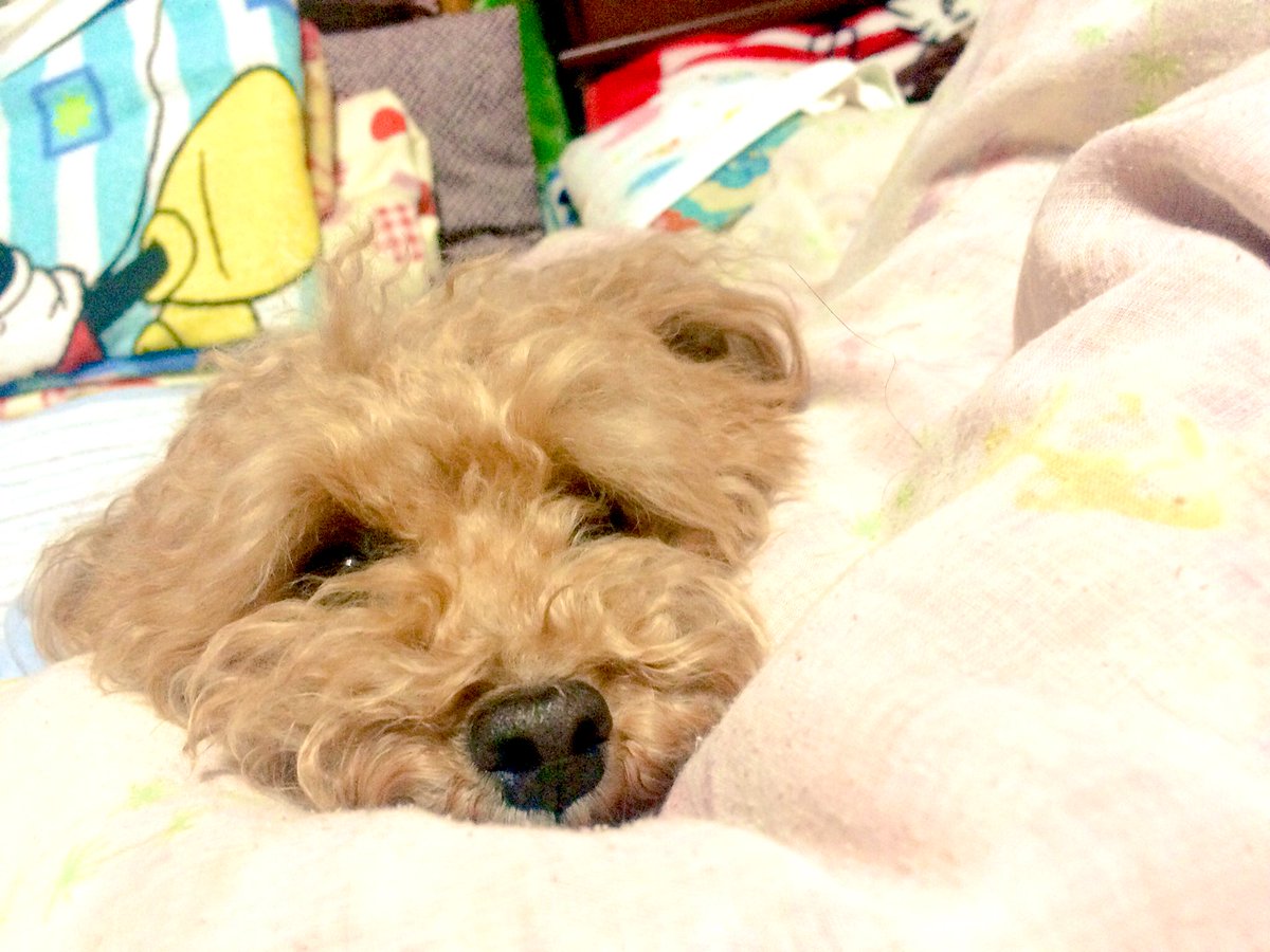 カズ お気に入り 犬好き 愛犬 写真好き 写真好きと繋がりたい 愛犬のハッピーちゃん アイコンが一番お気に入り 顔周りに髪多いとモップみたいに見えるからあだ名はモップちゃん