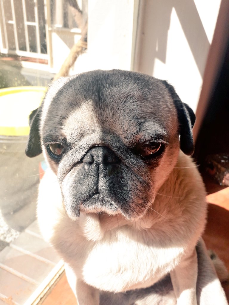 WWatsonpug's tweet photo. Friends, mom put me on a diet. No more sausages or pancakes or peanut butter sandwiches. 

So anyone have an extra bed for me? I don't take up much space and I promise to be cute and not fart too much for some sausages . Xx Wilson https://t.co/gxB3zGnBf3