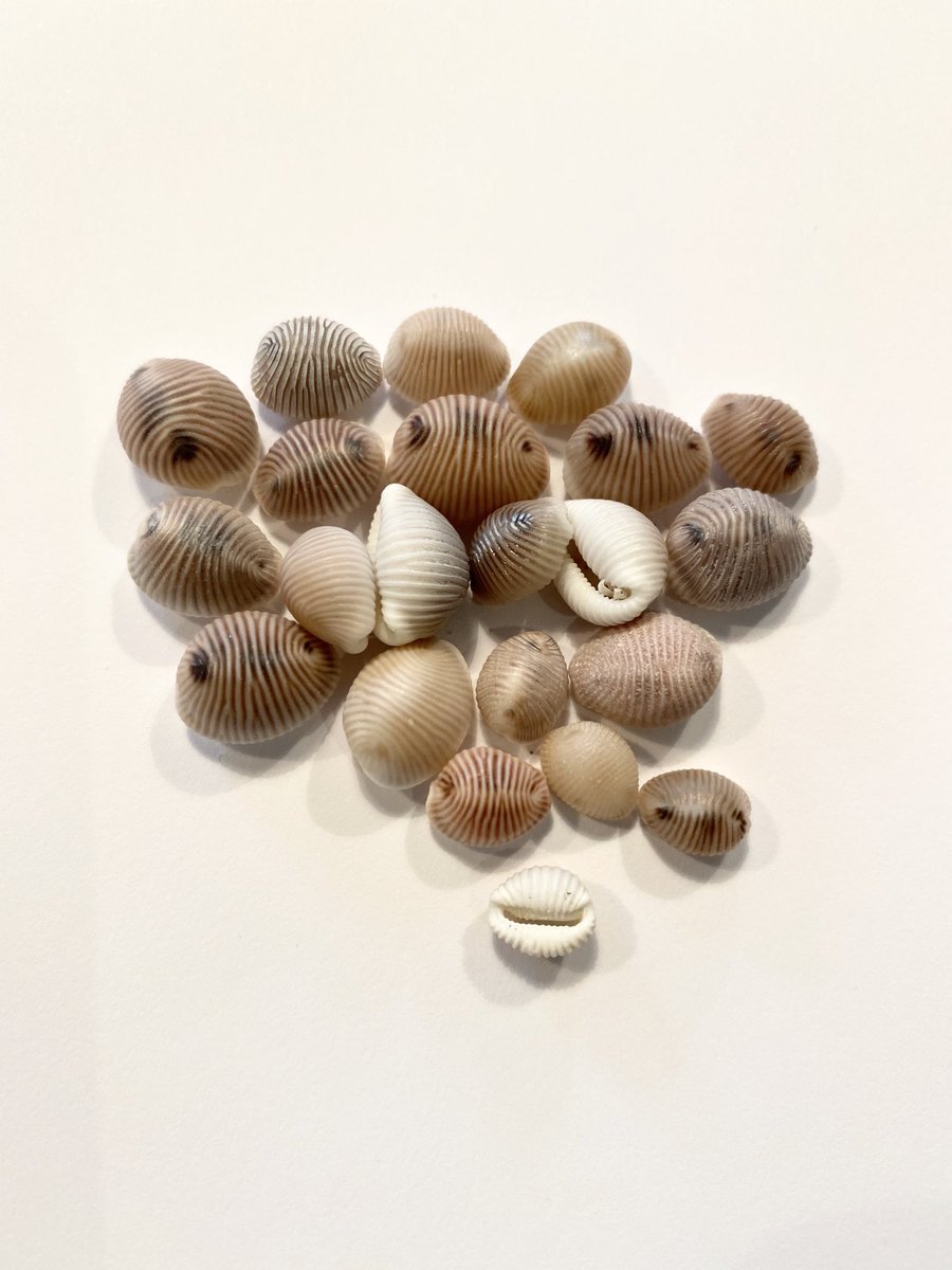 puffinpassion's tweet photo. What a successful hunt for cowry shells on this mornings local beach walk - Lerwick. Every one of them brought me instant happiness. #cowryshells #lerwick #marinelife #beachcombing #naturalworld #shetlandlife https://t.co/nPSOwEN10F