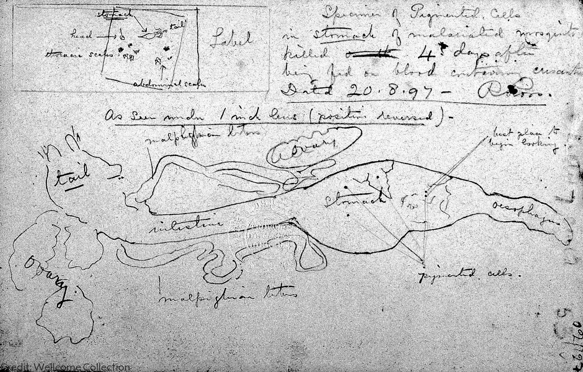 The Nobel Prize tweet media