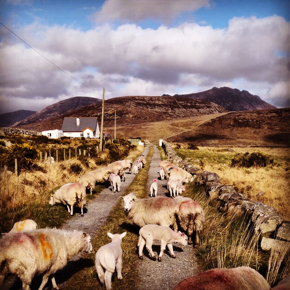 Beautiful Mourne Mountains, Co Down, N  #Ireland. Mournes are made up of 12 mountains with 15 peaks & include the famous Mourne wall (keeps sheep & cattle out of reservoir)! Area of Outstanding Natural Beauty. Partly  @NationalTrustNI. Daniel Mcevoy (with lovely cat!)  #caturday