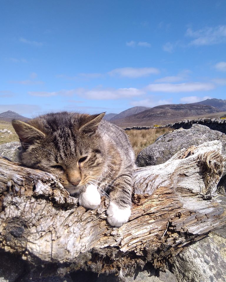 Beautiful Mourne Mountains, Co Down, N  #Ireland. Mournes are made up of 12 mountains with 15 peaks & include the famous Mourne wall (keeps sheep & cattle out of reservoir)! Area of Outstanding Natural Beauty. Partly  @NationalTrustNI. Daniel Mcevoy (with lovely cat!)  #caturday